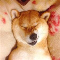 狗狗头像搞笑