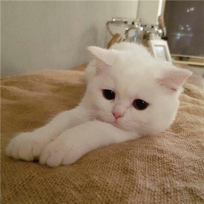 猫羽雫高清头像可爱