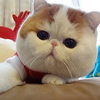 关于猫的头像动漫伤感