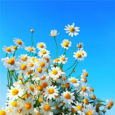 微信花草头像大全带来好运的头像