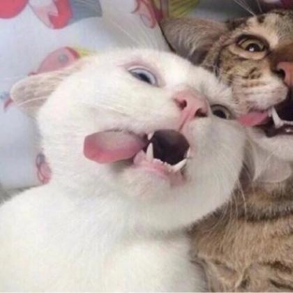 天猫店铺头像在哪里改