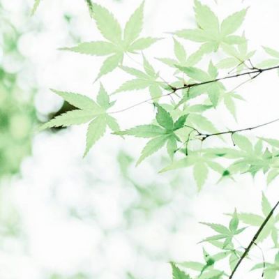 好看头像风景花草图片
