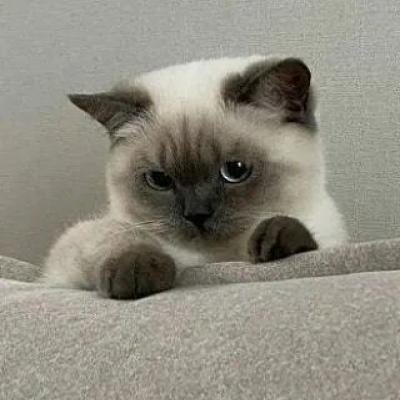 招财猫微信头像