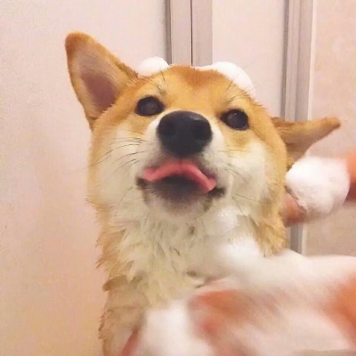 好看的头像图片动物和人