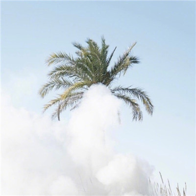 好看的植物微信头像图片