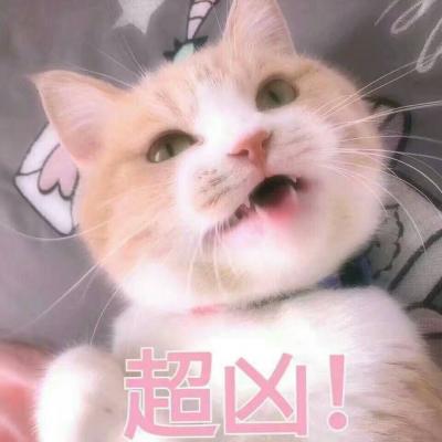 适合微信头像的猫咪图片 可爱