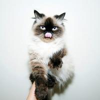 5e搞笑头像