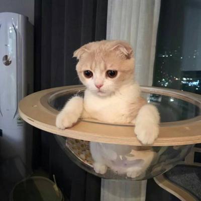 动物头像搞笑大全