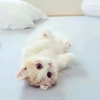 如何获得猫头鹰头像框
