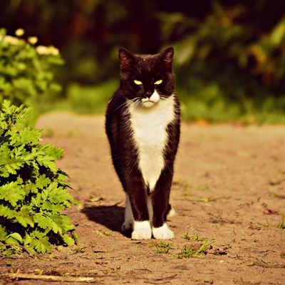 容易让人误会的头像黑猫