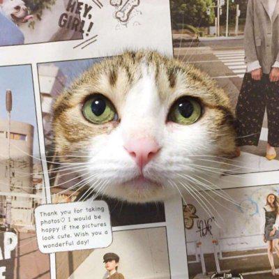 戴墨镜的猫头像