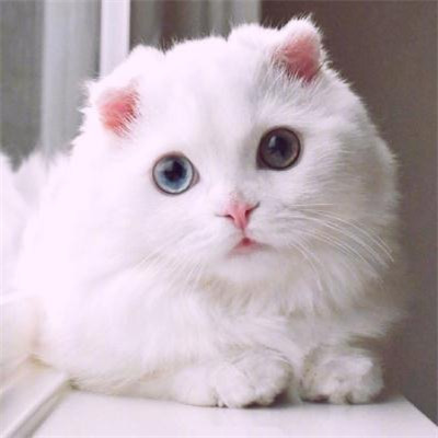 2019新版微信头像个性