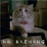 搞怪猫头像 搞笑