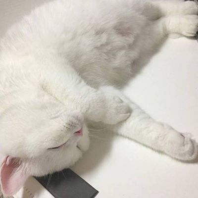 天猫头像图片高清