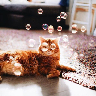 可爱的猫咪头像