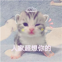 搞笑猫图片头像