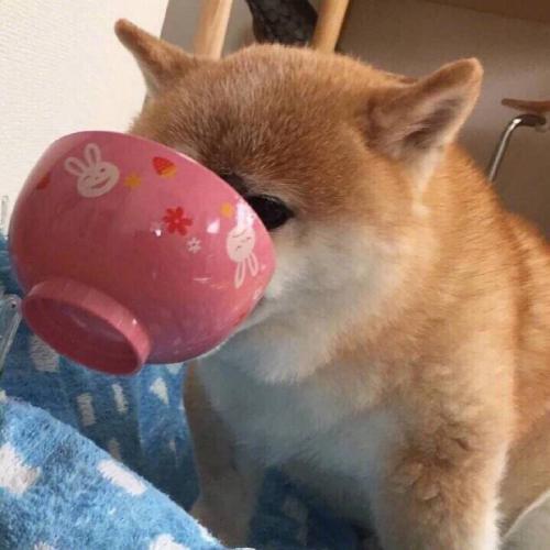 被蜜蜂蛰的狗狗头像