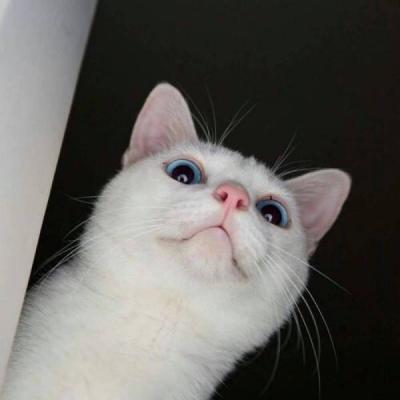 搞笑猫咪头像