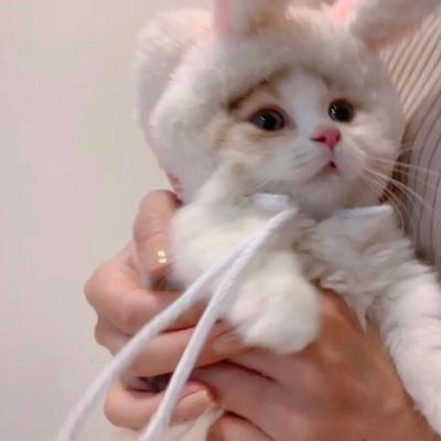 为什么不能用猫做头像