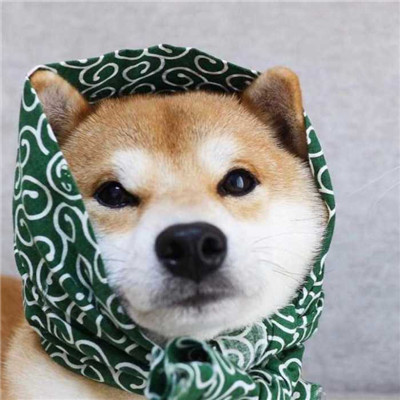 平头哥搞笑图片头像