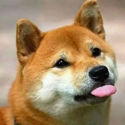 动物头像高清