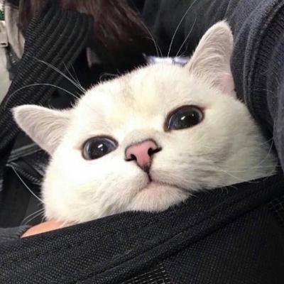 猫头像高冷