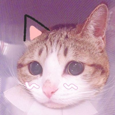 猫和老鼠头像高清可爱
