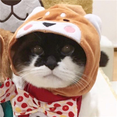 搞笑头像猫