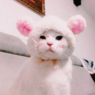 ins微信头像猫