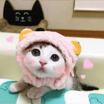 超可爱猫咪头像