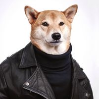 柴田犬头像
