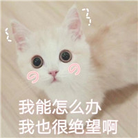 猫和老鼠怎么获得会动的头像