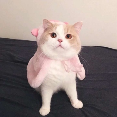 天猫头像logo图片