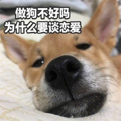 狗头像图片搞笑