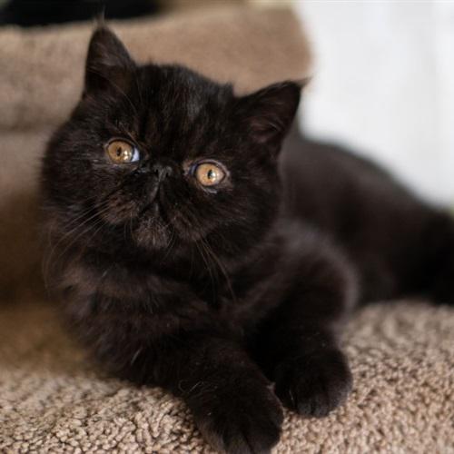 可爱猫猫头像图片