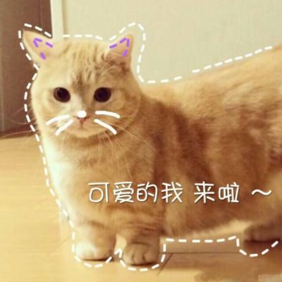 动物搞怪头像