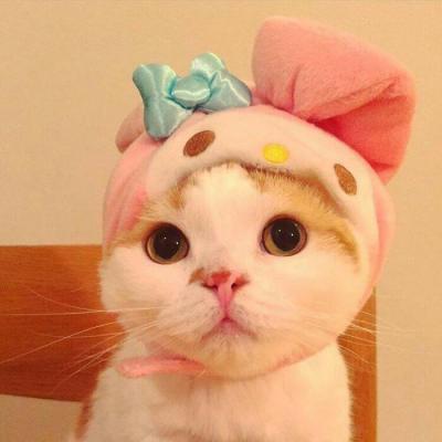 疯狂动物城头像高清