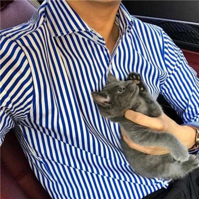 胖虎头像高清头像 帅气