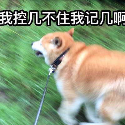 狗搞笑图片头像 逗比