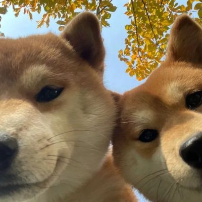 持枪猫咪情侣头像