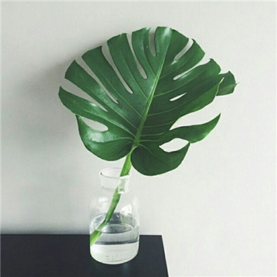 微信头像植物图