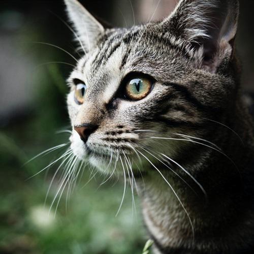 好看的猫头像高清图片