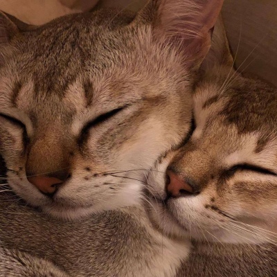 猫咪微信头像