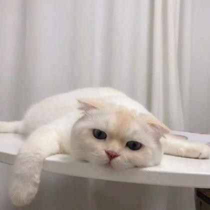 微信头像动物头像