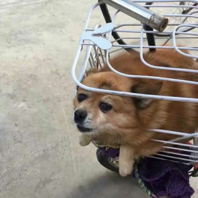 头像图片 微信可爱动物