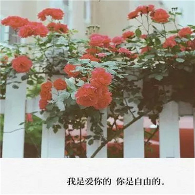 伤感头像大全高清