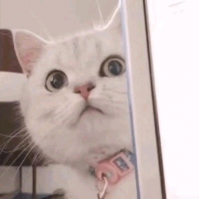 动物头像搞怪