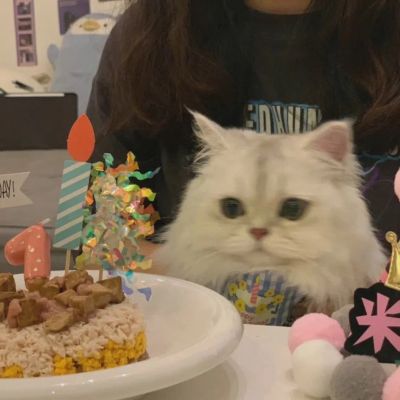 微信头像汤姆猫