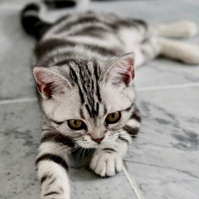 ins微信头像猫