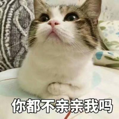 头像图片2021最新款猫